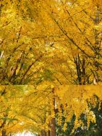 京城賞秋天花板地壇銀杏大道美到失語