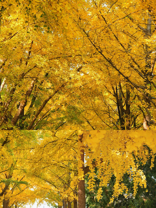 京城賞秋天花板地壇銀杏大道美到失語