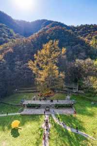 王屋山銀杏攻略|邂逅千年樹冠下的金色秋天