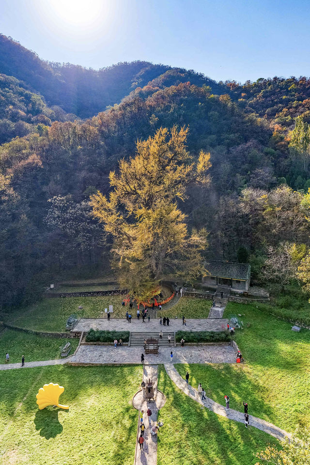 王屋山銀杏攻略|邂逅千年樹冠下的金色秋天 王屋山銀杏攻略|邂逅千年樹冠下的金色秋天