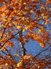 驚艷！川西小九寨松坪溝的秋色絕了一日打卡攻略