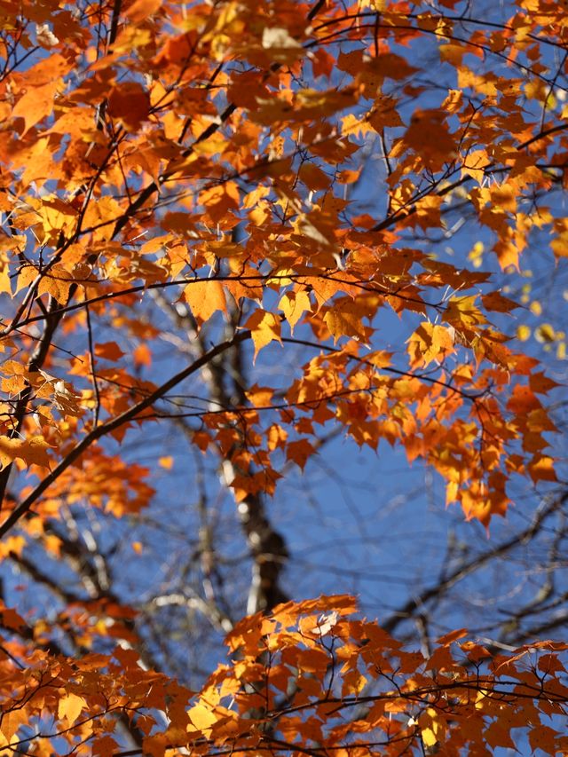 驚艷！川西小九寨松坪溝的秋色絕了一日打卡攻略