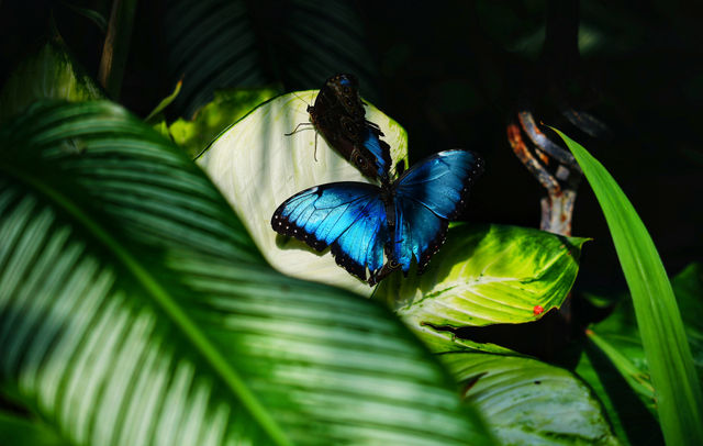 蝴蝶與自然溫室 Key West