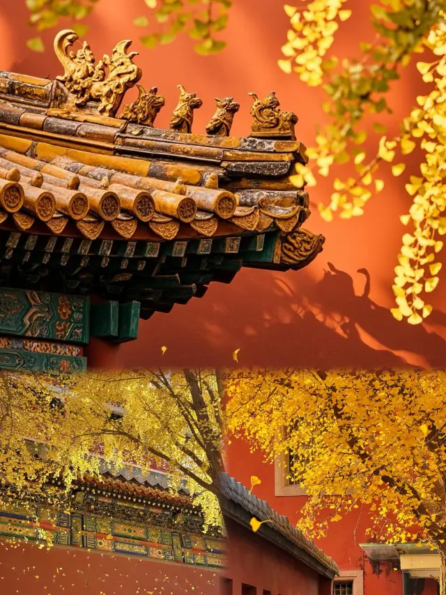 紅牆與銀杏的東方美學,才是故宮秋天