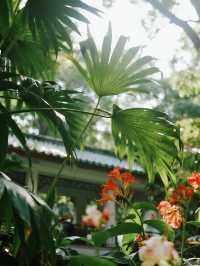 武漢植物園親子一日遊莫奈油畫般的遛娃地