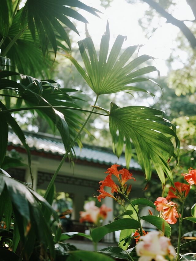 武漢植物園親子一日遊莫奈油畫般的遛娃地 武漢植物園親子一日遊莫奈油畫般的遛娃地