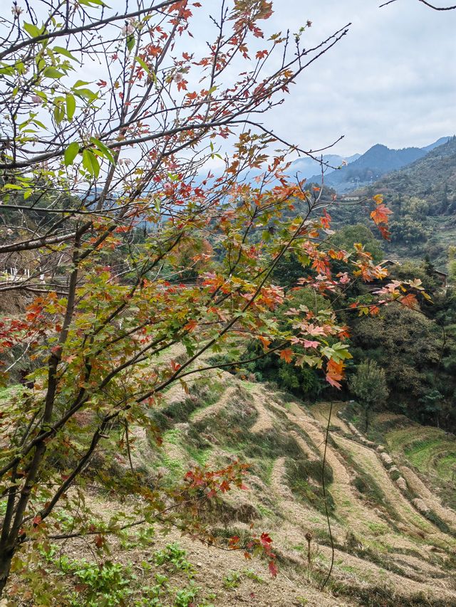 醉美篁嶺曬秋攻略