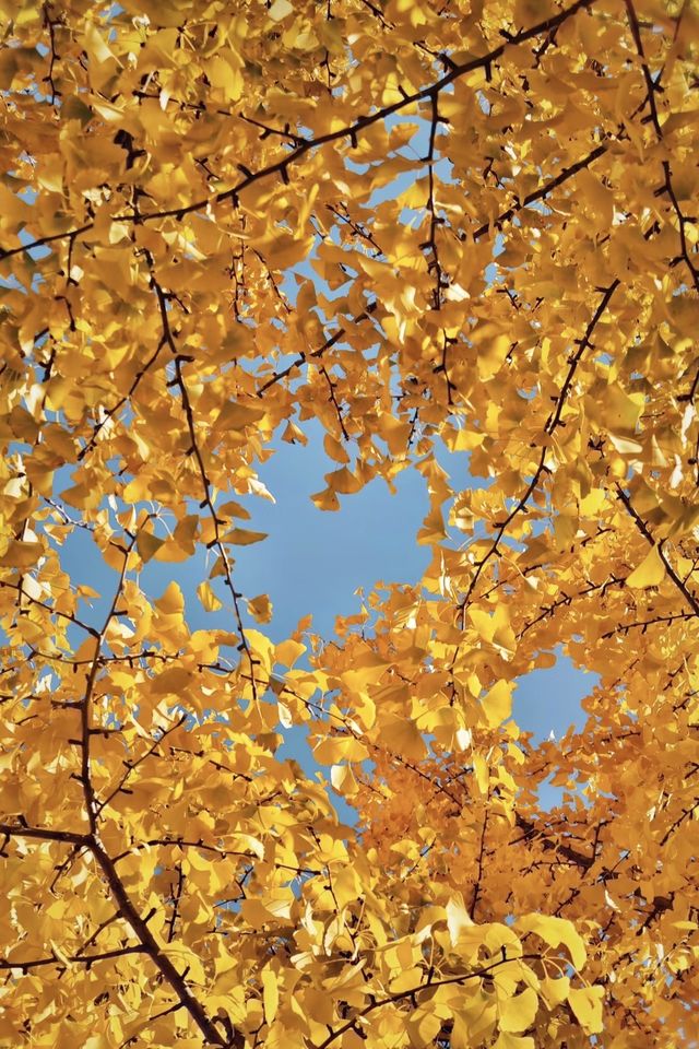 亞布力銀杏鋪秋箋，暖居枕林醉晴川