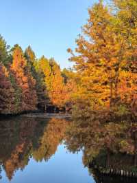 尊嘟紅了本週末就衝明孝陵燕雀湖