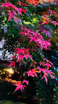 秋日青島楓葉秘境