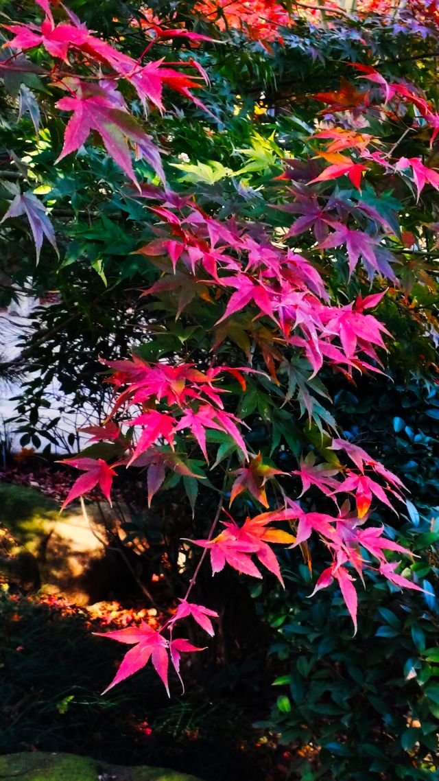 秋日青島楓葉秘境 秋日青島楓葉秘境