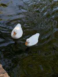 絕美莫愁湖打卡攻略