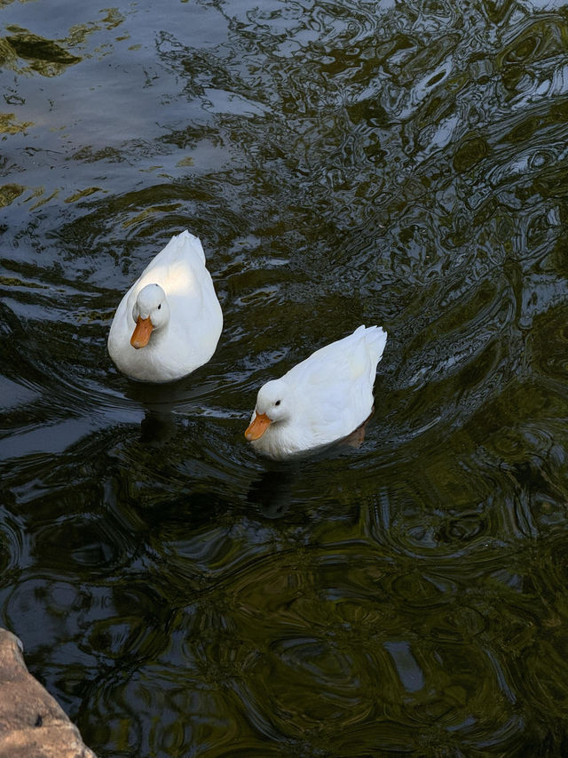 絕美莫愁湖打卡攻略