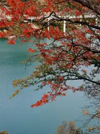 在綿陽發現一處小眾免費看彩林的地方