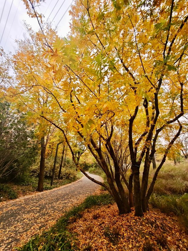 11.24實拍！上海賞秋！三林濱江城市森林！