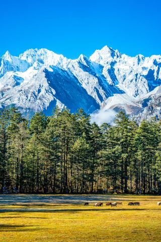 Sếu cổ đen bay lượn trên những ngọn núi ở Vân Nam vào mùa đông.