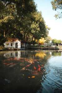 松下S9超絕濾鏡|亭林園銀杏簡直不要太出片