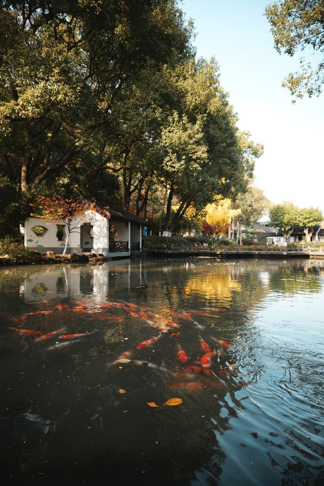 松下S9超絕濾鏡|亭林園銀杏簡直不要太出片 松下S9超絕濾鏡|亭林園銀杏簡直不要太出片