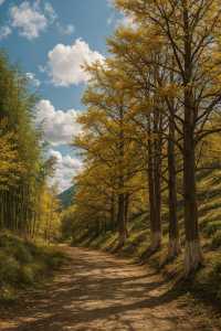 福建最美古銀杏村藏不住!隨手一拍就是大片