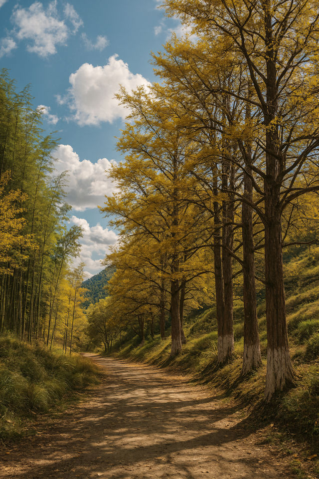 福建最美古銀杏村藏不住!隨手一拍就是大片 福建最美古銀杏村藏不住!隨手一拍就是大片