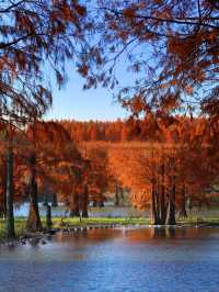 太仙了！夢幻森林，邂逅青西郊野公園的水上童話