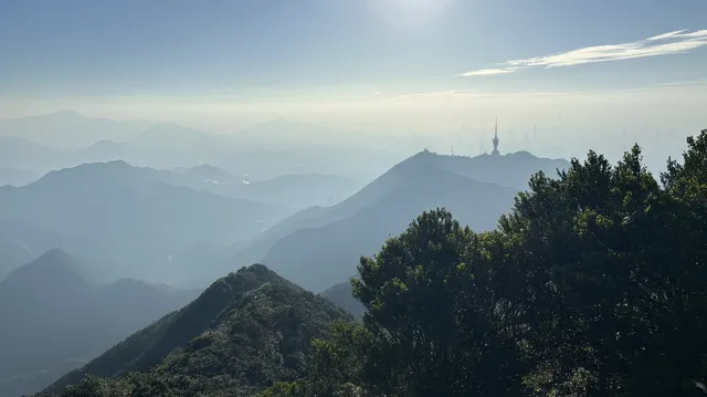 偶遇梧桐日落 偶遇梧桐日落