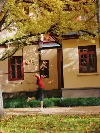 11.27這裡的絕美百年銀杏與梧桐沒人拍，快衝