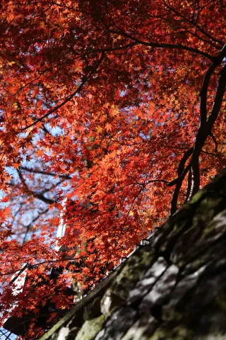 ฤดูใบไม้ร่วงที่เขาโม่กาน