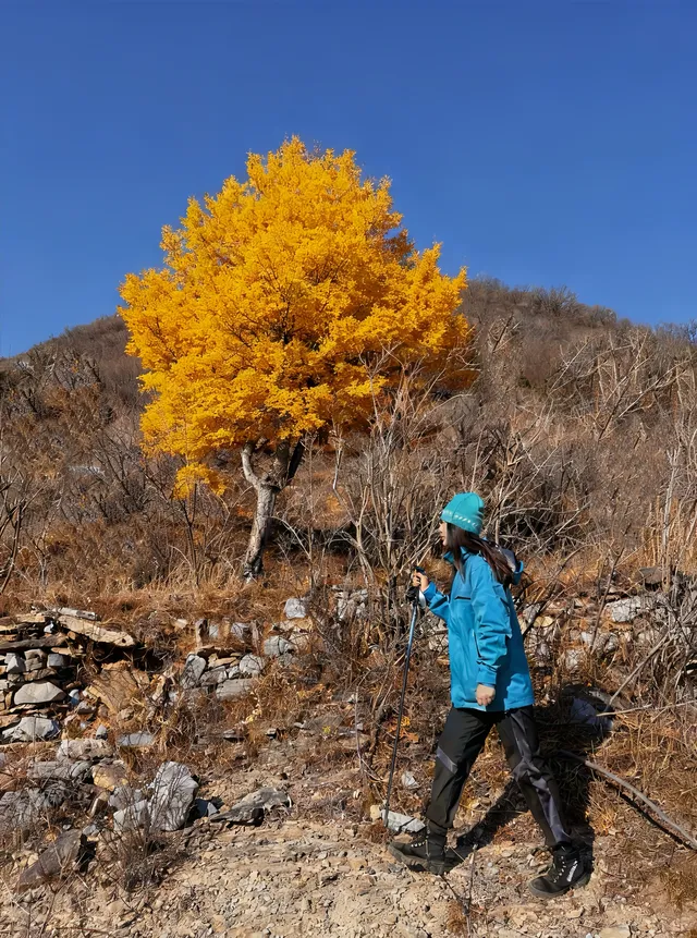我在南太行女兒梯路線遇到了一棵孤獨的樹 我在南太行女兒梯路線遇到了一棵孤獨的樹
