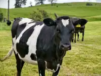 新西蘭北島值得二刷的羅托魯瓦