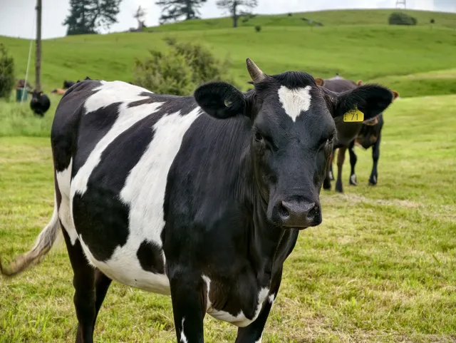 新西蘭北島值得二刷的羅托魯瓦 新西蘭北島值得二刷的羅托魯瓦