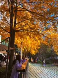 金色暴擊!上海黃金城道銀杏濃度已滿格!