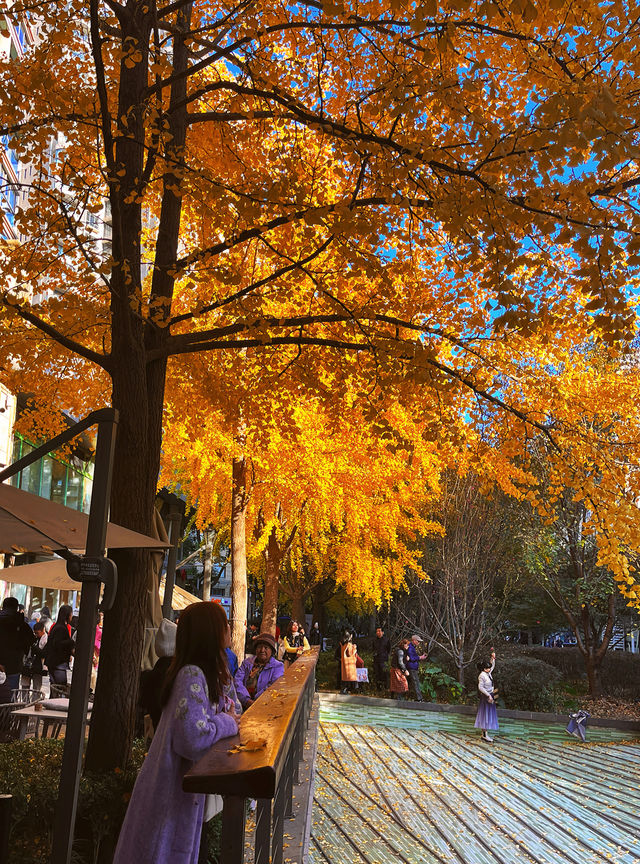 金色暴擊!上海黃金城道銀杏濃度已滿格! 金色暴擊!上海黃金城道銀杏濃度已滿格!