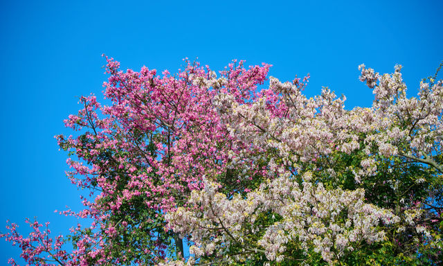 初冬植園粉韻濃:異木棉綴夢,暖居伴清歡 初冬植園粉韻濃:異木棉綴夢,暖居伴清歡