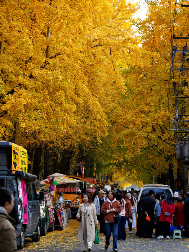 這個銀杏季，成都賞秋地圖攻略來了
