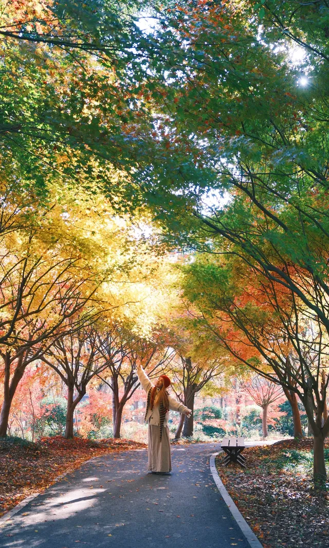 不誇張這是上海拍楓葉最美的公園了 不誇張這是上海拍楓葉最美的公園了