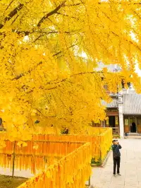 12.5實拍！真如寺銀杏，元代古剎小眾賞秋！