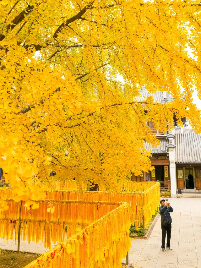 12.5實拍！真如寺銀杏，元代古剎小眾賞秋！