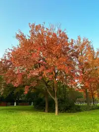 東湖的落羽杉紅了,快衝呀