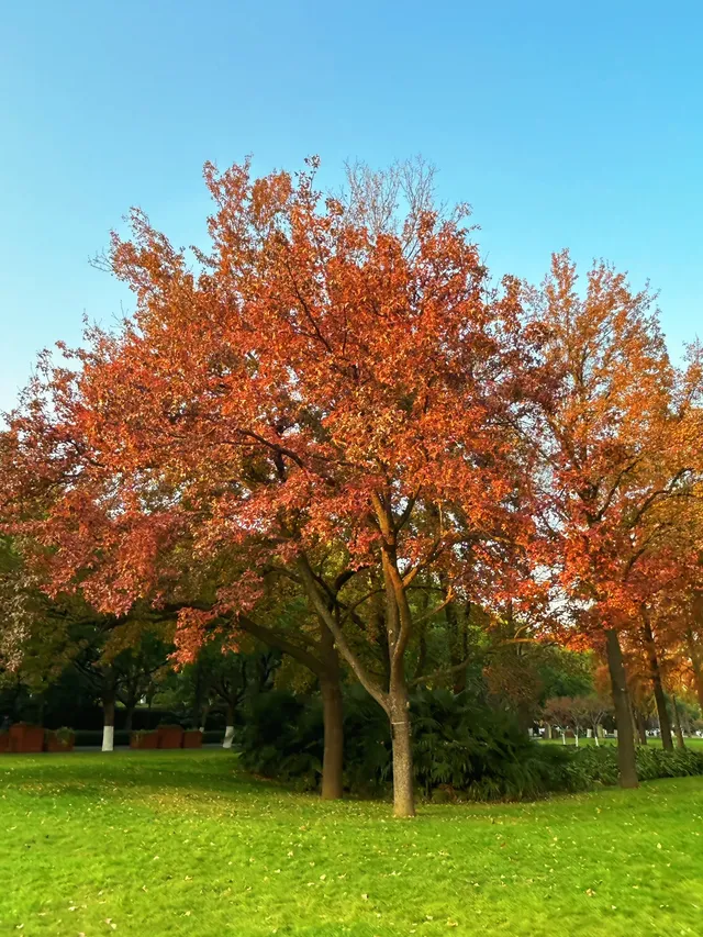 東湖的落羽杉紅了,快衝呀 東湖的落羽杉紅了,快衝呀