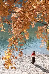 永嘉紅楓古道的紅楓紅了