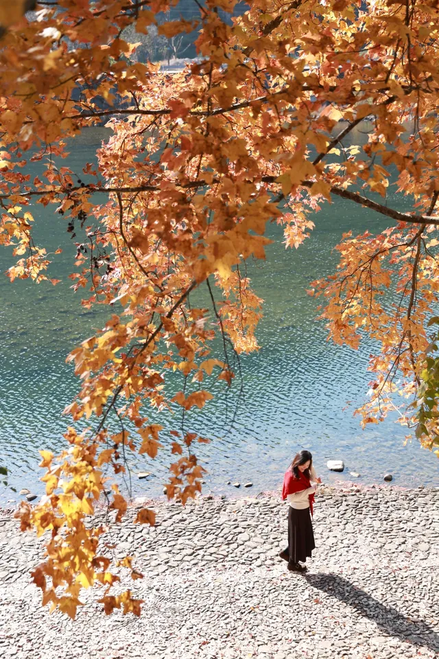 永嘉紅楓古道的紅楓紅了 永嘉紅楓古道的紅楓紅了