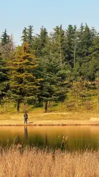 西安高新小森林