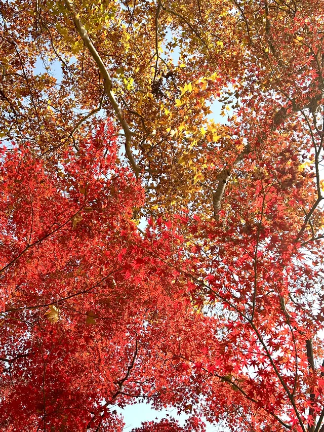 南京12月絕美秋色|玄武日落與鐘山秘境 南京12月絕美秋色|玄武日落與鐘山秘境