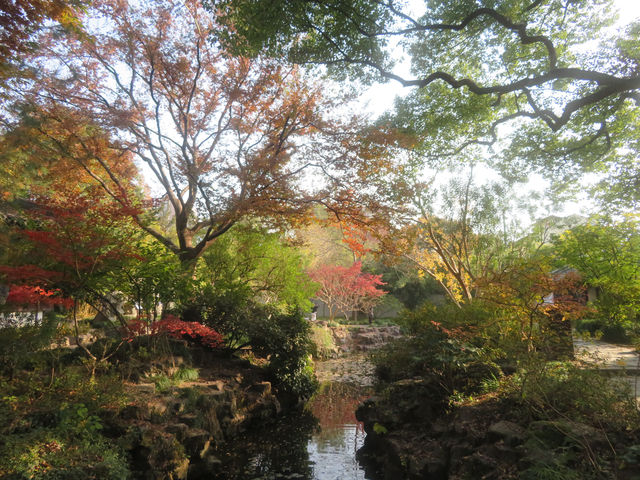 12.08醉白池限定楓葉盛景！12元拍爆江南秋韻