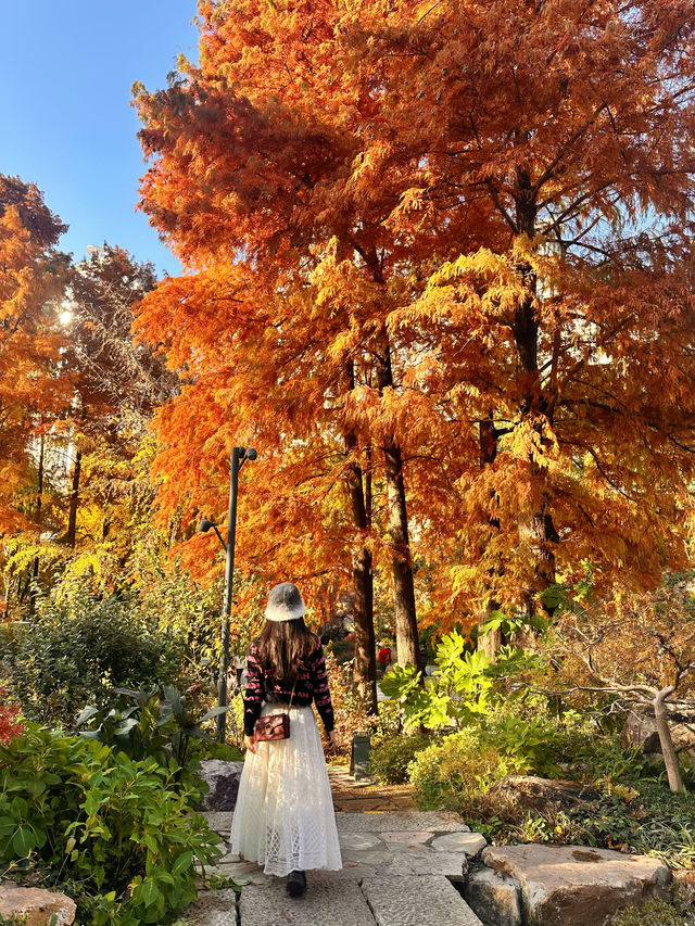 不誇張!本週上海最美的賞秋路線 不誇張!本週上海最美的賞秋路線