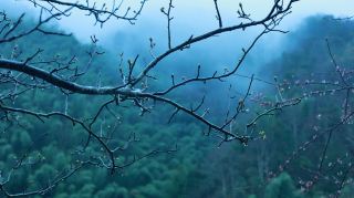 Slowly brew spring tea and wait for the poetic moments amidst pear blossoms in the mountains.