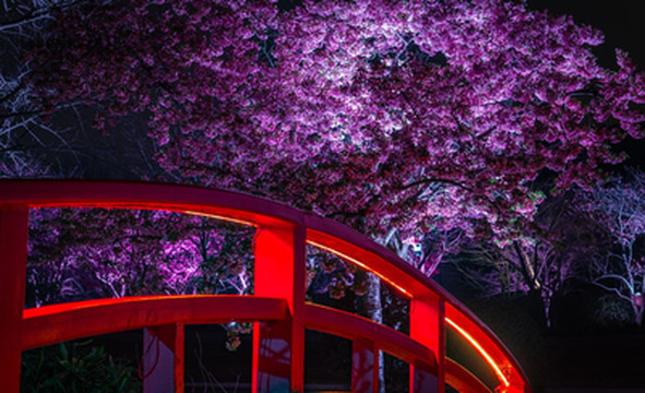 How to Enjoy the 2026 Wuxi Yuantouzhu Cherry Blossom Festival