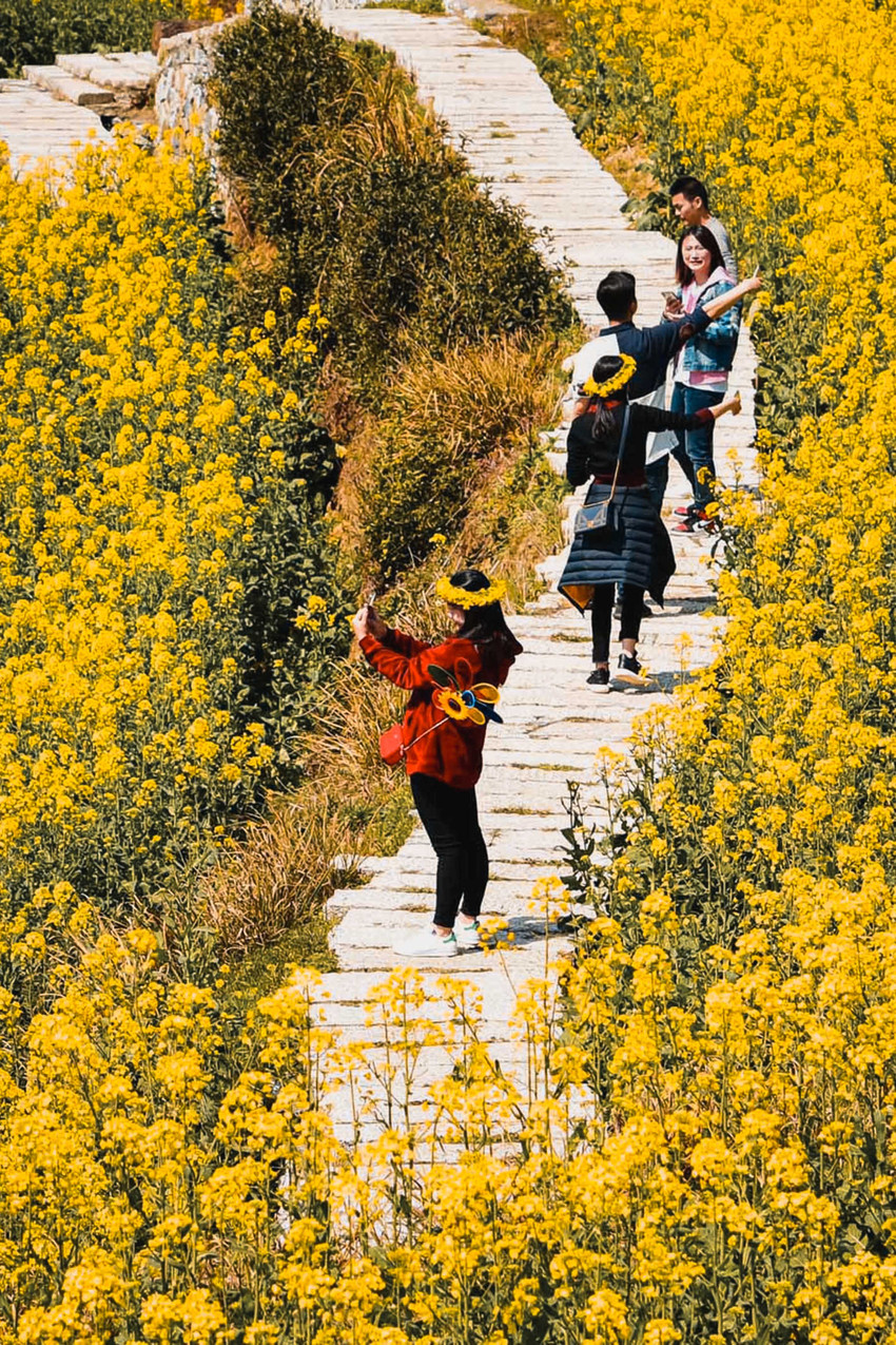 江岭梯田油菜花 参考图 6