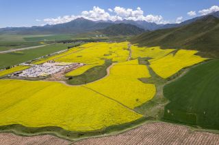 Biandukou’s stunning rapeseed flower fields